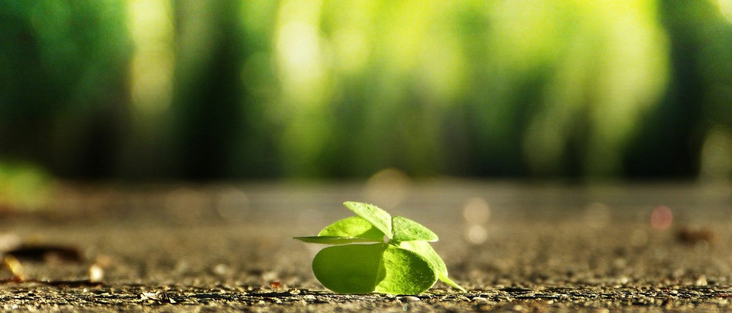 vierblättriges Kleeblatt